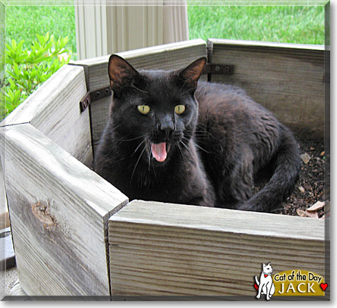 Jack, the Cat of the Day
