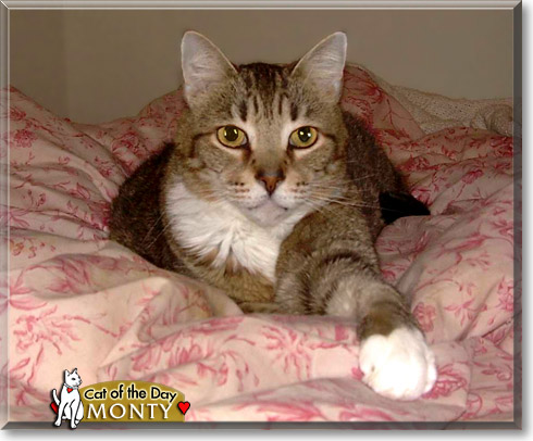 Monty, the Cat of the Day