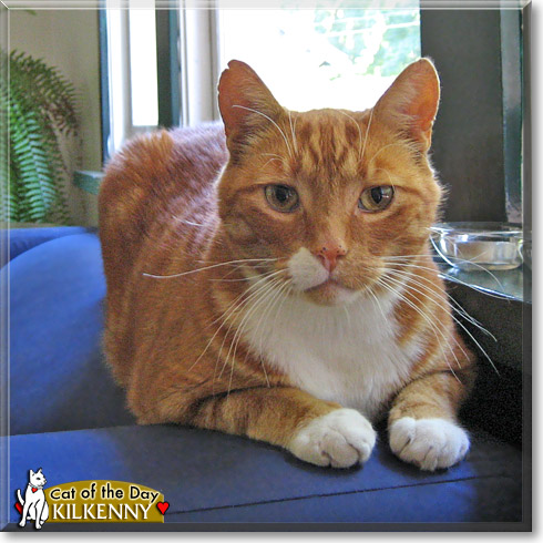 Kilkenny, the Cat of the Day