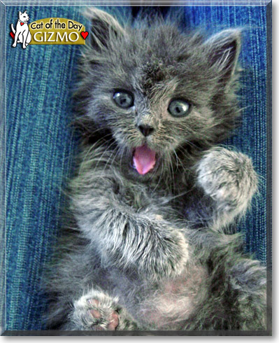 Gizmo, the Cat of the Day