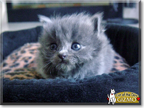 Gizmo, the Cat of the Day