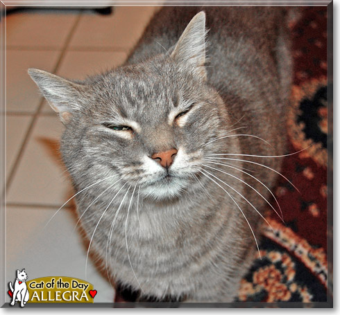 Allegra, the Cat of the Day