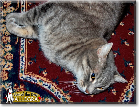 Allegra, the Cat of the Day