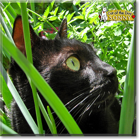 Sonny, the Cat of the Day