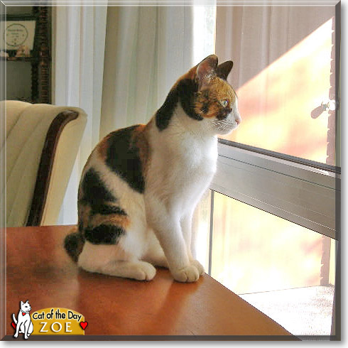 Zoe, the Cat of the Day