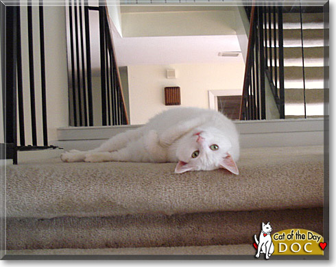 Doc, the Cat of the Day