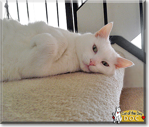 Doc, the Cat of the Day