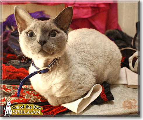 Spriggan, the Cat of the Day