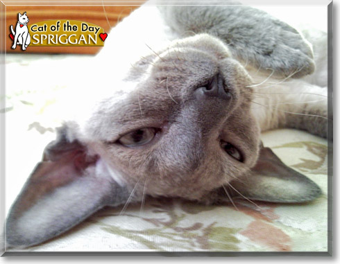 Spriggan, the Cat of the Day
