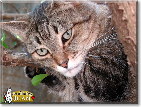 Juan, the Cat of the Day