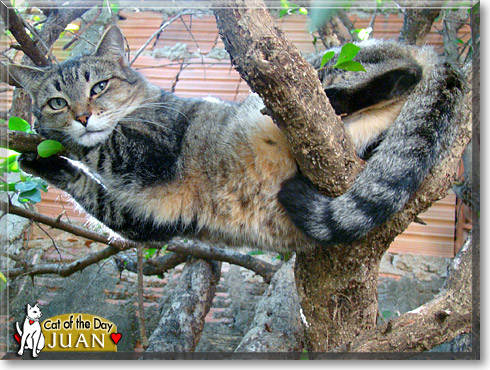 Juan, the Cat of the Day