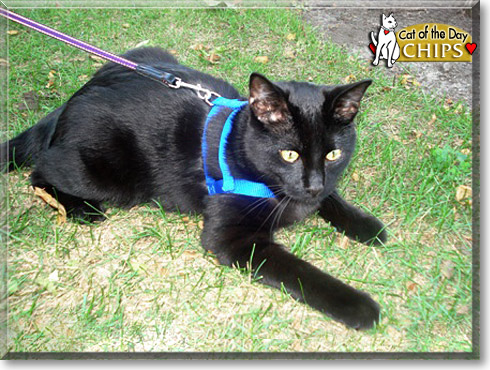 Chips, the Cat of the Day