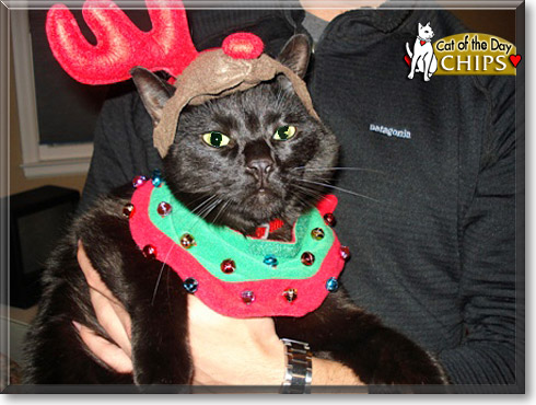 Chips, the Cat of the Day