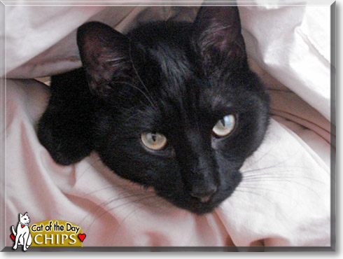 Chips, the Cat of the Day
