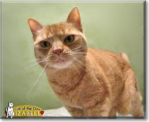Izabell, the Cat of the Day