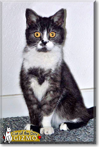 Gizmo, the Cat of the Day