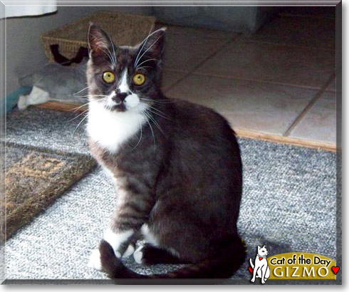 Gizmo, the Cat of the Day Gizmo, the Cat of the Day