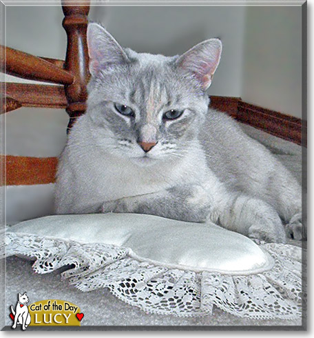 Lucy, the Cat of the Day
