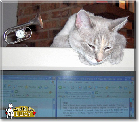 Lucy, the Cat of the Day Lucy, the Cat of the Day
