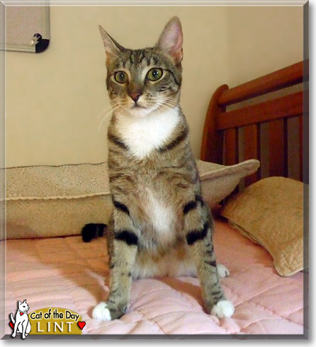 Lint, the Cat of the Day