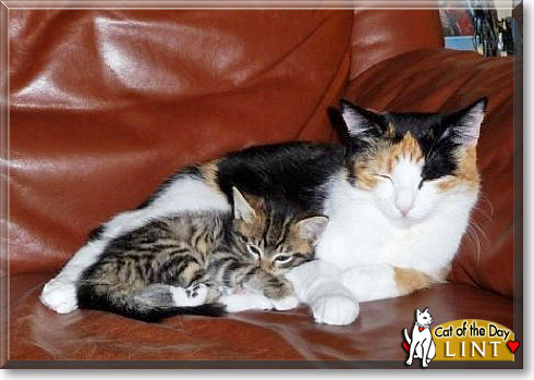 Lint, the Cat of the Day