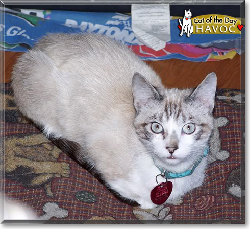 Havoc, the Cat of the Day