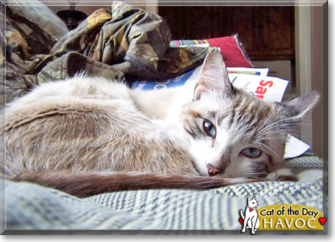 Havoc, the Cat of the Day