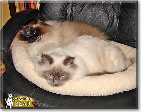 Bear, the Cat of the Day