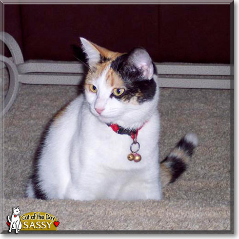 Sassy, the Cat of the Day Sassy, the Cat of the Day