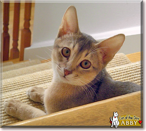 Abby, the Cat of the Day