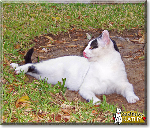 Kathy, the Cat of the Day