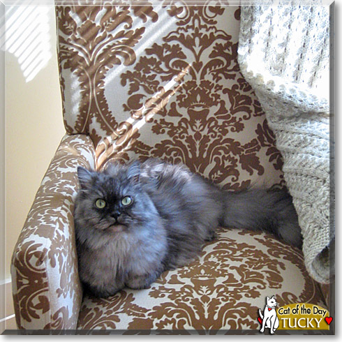 Tucky, the Cat of the Day