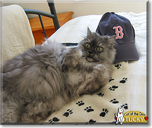 Tucky, the Cat of the Day