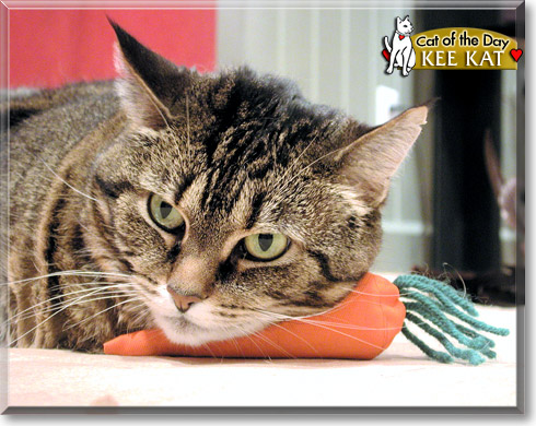 Kee Kat, the Cat of the Day