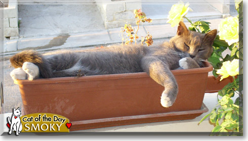 Smoky, the Cat of the Day Smoky, the Cat of the Day