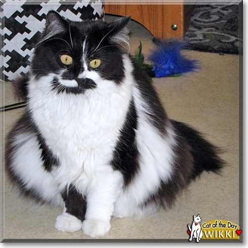 Wikki, the Cat of the Day