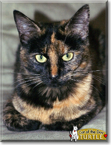 Turtle, the Cat of the Day