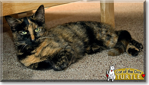 Turtle, the Cat of the Day Turtle, the Cat of the Day