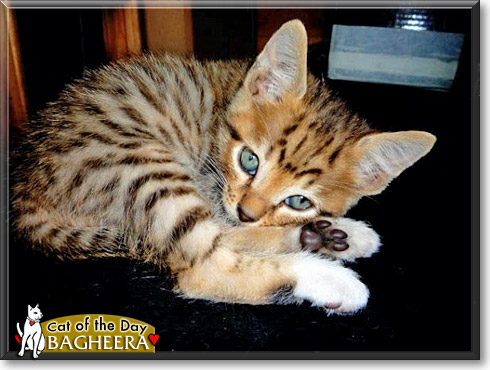Bagheera, the Cat of the Day