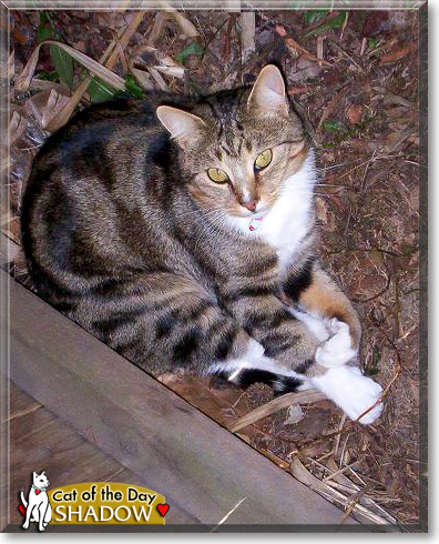 Shadow, the Cat of the Day