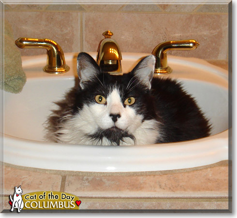 Columbus, the Cat of the Day