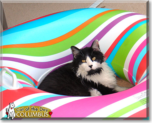 Columbus, the Cat of the Day Columbus, the Cat of the Day