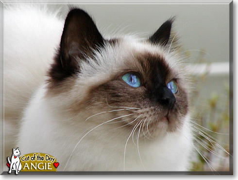 Angie, the Cat of the Day