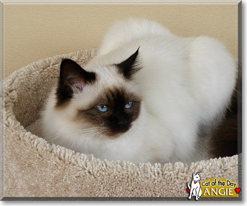 Angie, the Cat of the Day