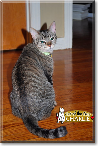 Charlie, the Cat of the Day