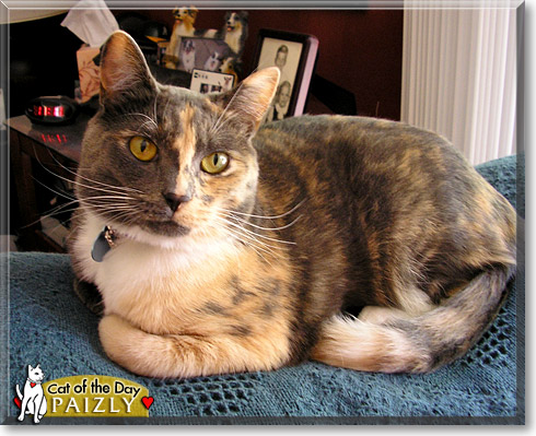 Paizly, the Cat of the Day