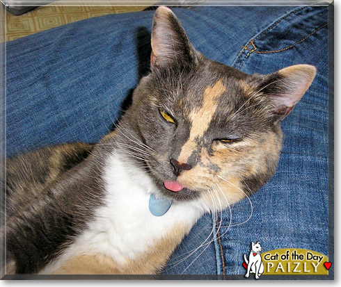 Paizly, the Cat of the Day Paizly, the Cat of the Day