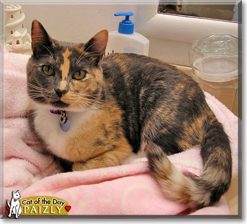 Paizly, the Cat of the Day Paizly, the Cat of the Day