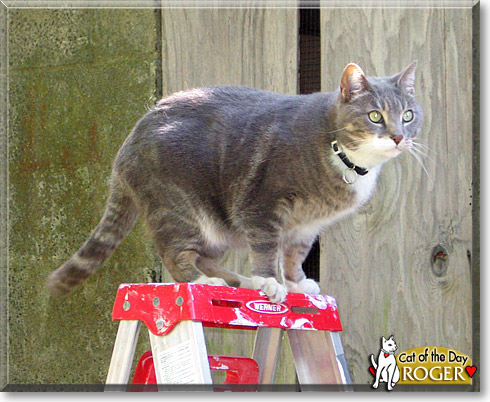 Roger, the Cat of the Day