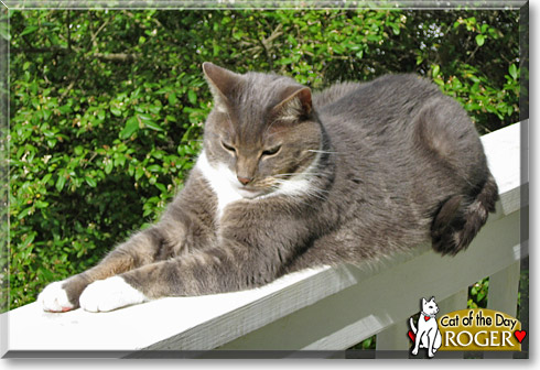 Roger, the Cat of the Day Roger, the Cat of the Day